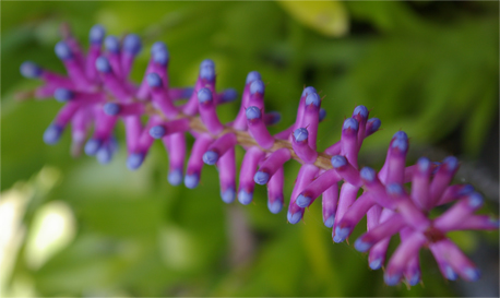 Matchstick Bromeliad